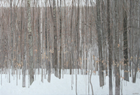 WinterCalm_Rotter_LR